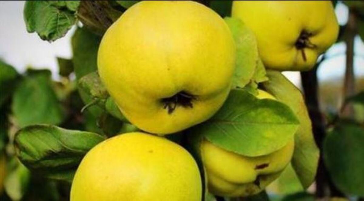 با مصرف به به وزن دلخواه و رویایی تان برسید