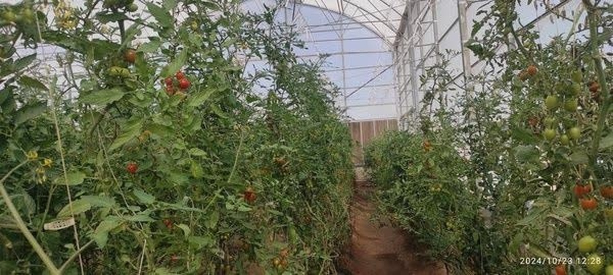 بهره وری ۴ برابر مصرف آب در زمین‌های واگذاری امور اراضی