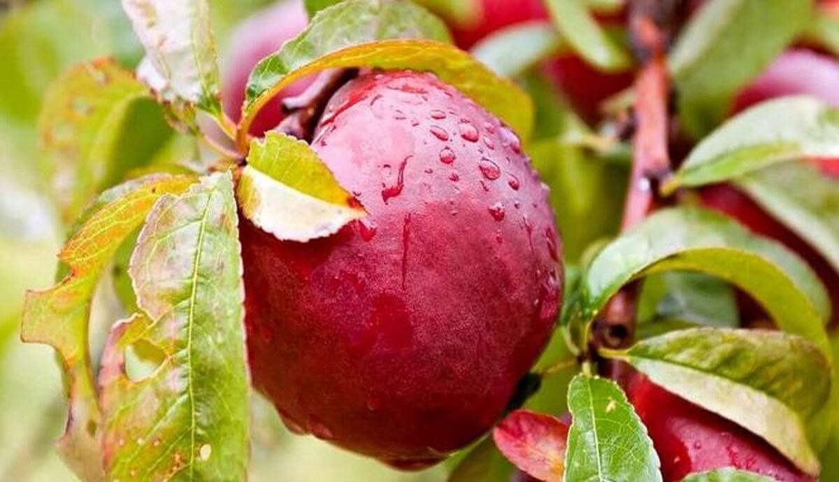 این میوه قرمز معجزه‌ای برای آبرسانی و جوانسازی پوست