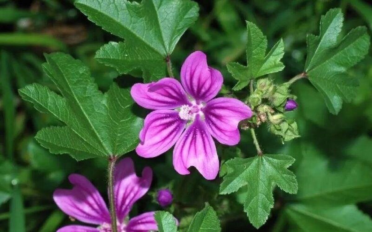 اگر سرفه و گلو درد امانتان را بریده گیاه پنیرک استفاده کنید