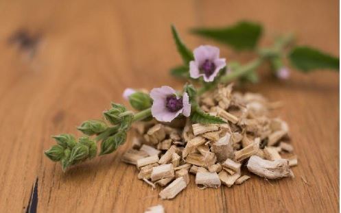 اگر سرفه و گلو درد امانتان را بریده گیاه پنیرک استفاده کنید