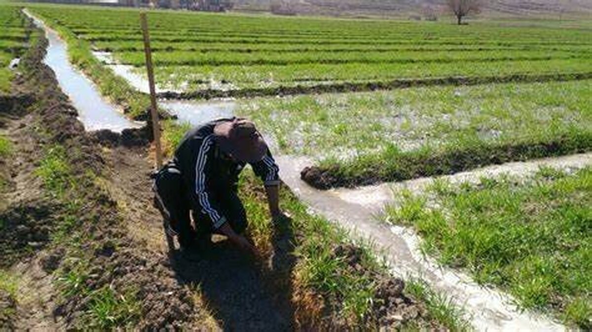 بکارگیری بالغ بر۶۵۰ نفر عوامل اجرایی در سرشماری کشاورزی آذربایجان‌غربی