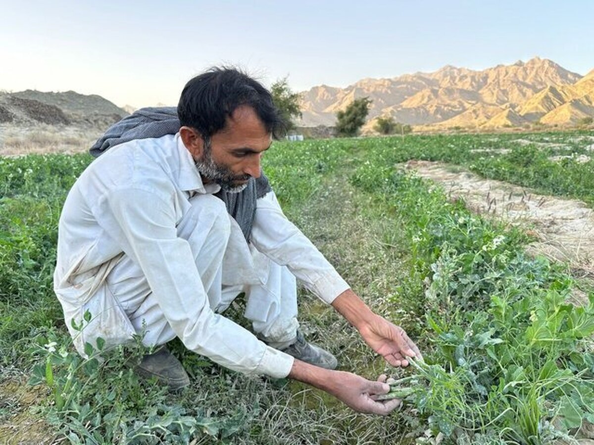 آغاز برداشت نخودسبز از اراضی کشاورزی شهرستان سرباز