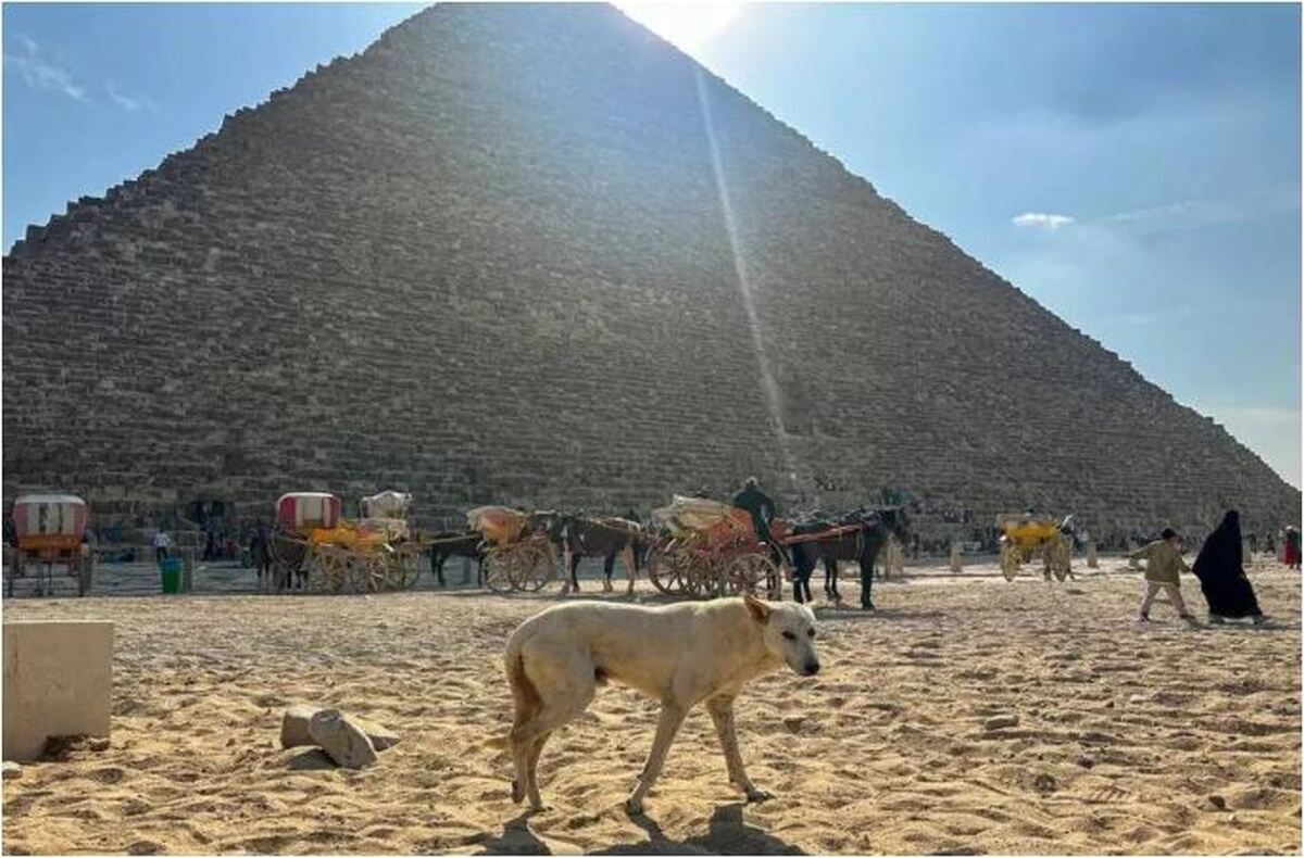 ماجرای سگ ولگرد اهرام مصر و ویدئوی پر بازدید آن چه بود؟