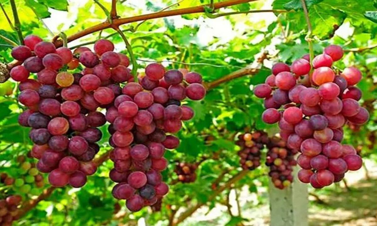 پولیپ‌های روده بعد برداشتن به طور قطع از بین میروند؟