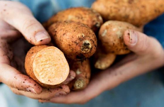 همه چیز درمورد فواید و ارزش غذایی سیب زمینی شیرین و تفاوت آن با سیب زمینی سفید