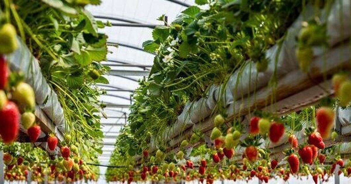 کشاورزی باید به سمت تولید گلخانه‌ای برود