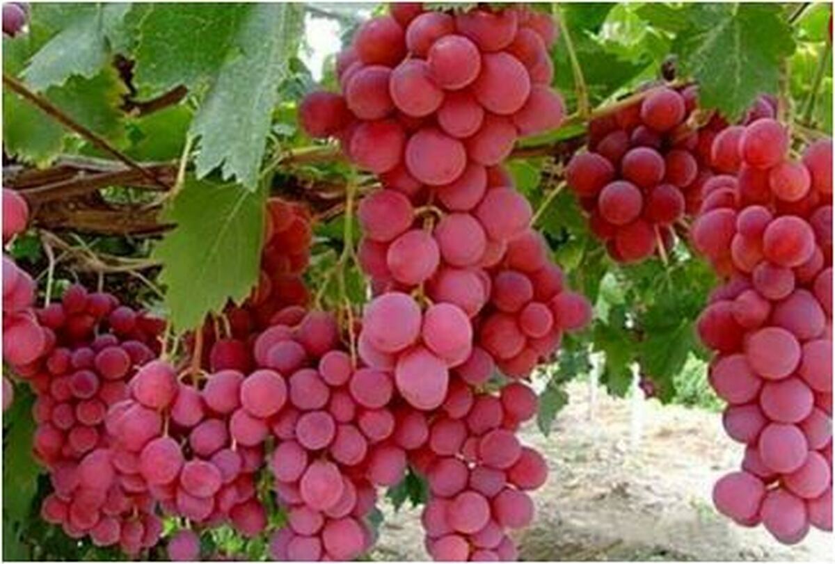 با این میوه شیرین کالری بسوزانید!