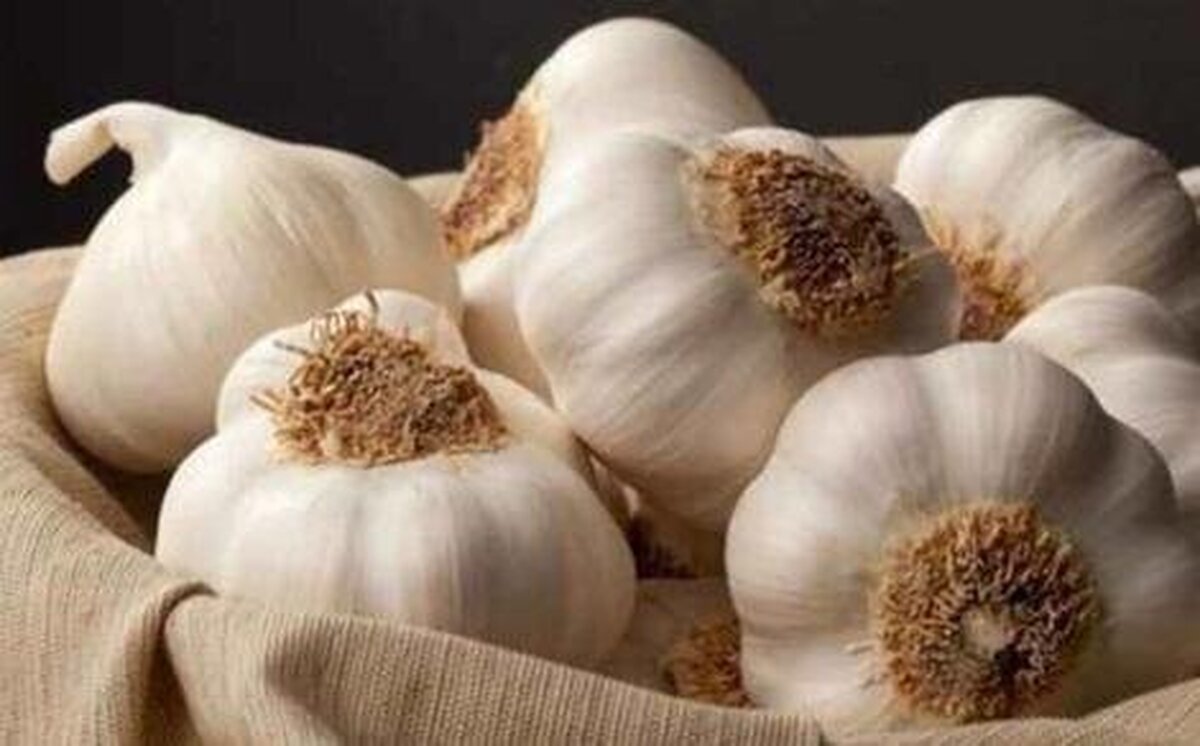 سیر خام خواص بیشتری نسبت به سیر سیاه دارد! با این خواص آشنا شوید!