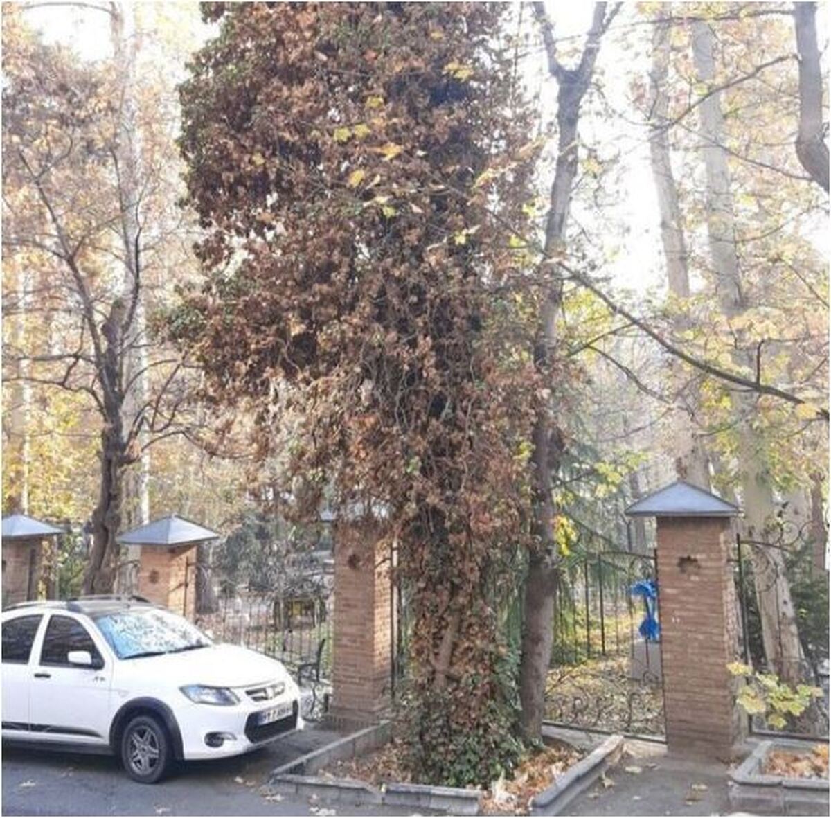 قطع درختان موزه دکتر حسابی با واکنش‌های مختلف رو به رو شد