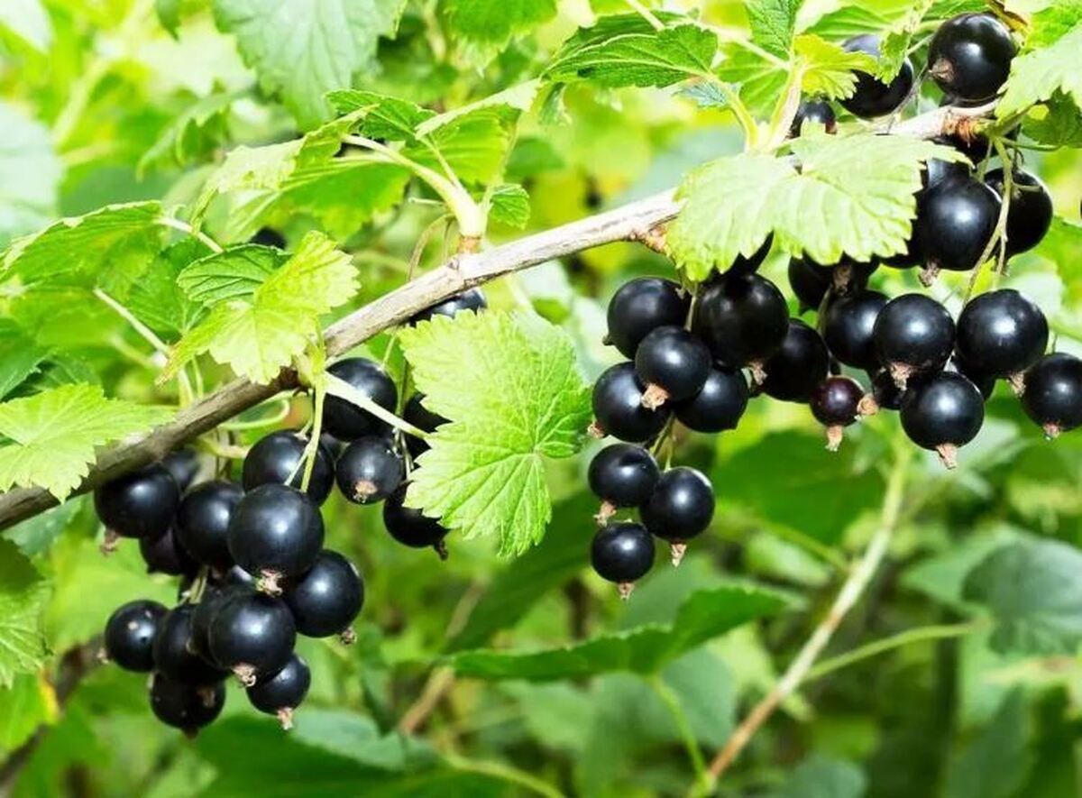 گیاه آقطی چه خواص درمانی دارد؟