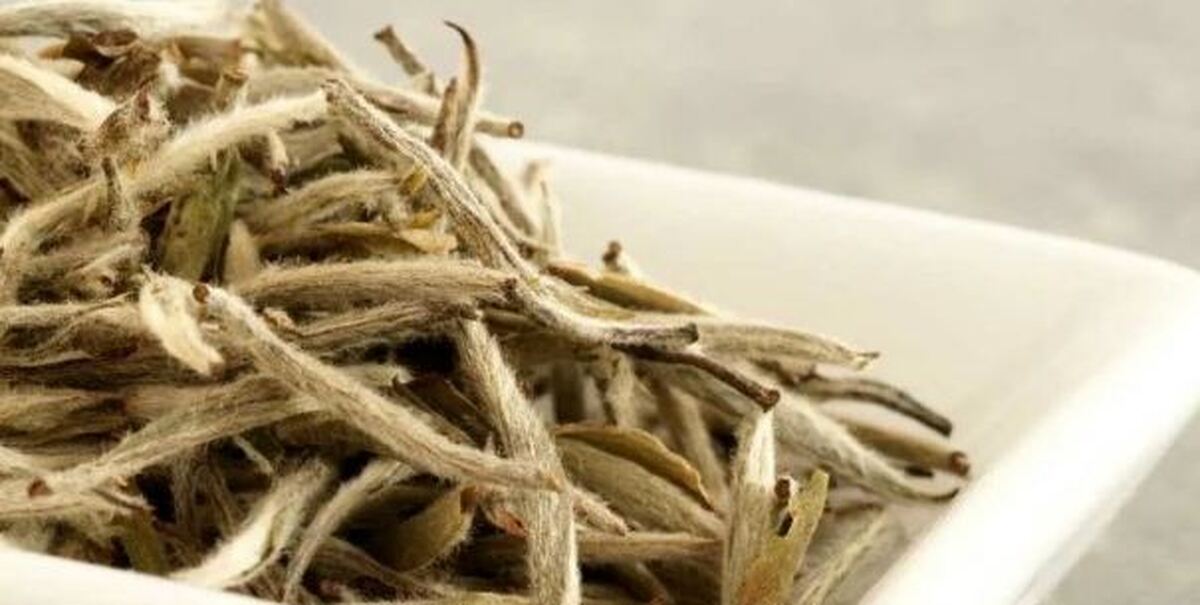 پیشگیری از پیری و پوکی استخوان با چای سفید