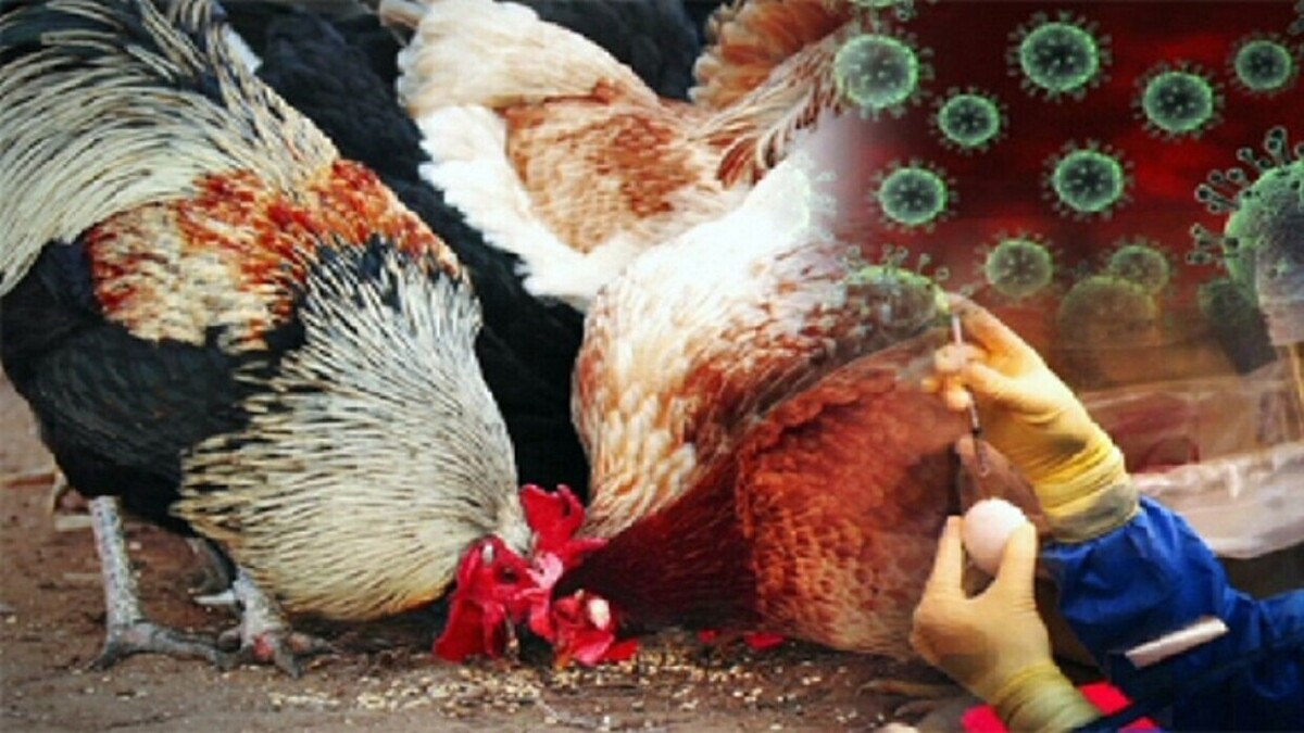 روسیه| روشی نوین برای تشخیص بیماری‌های ویروسی در پرندگان