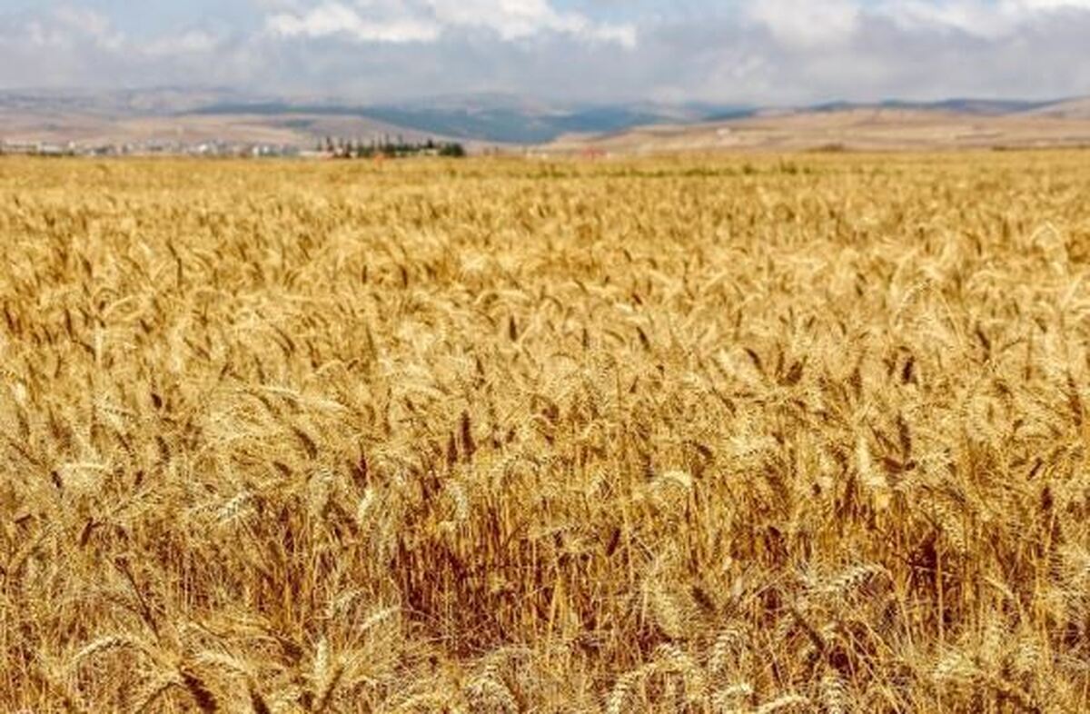 شرایط خرید تضمینی گندم از کشاورزان در ۱۴۰۴ مشخص شد