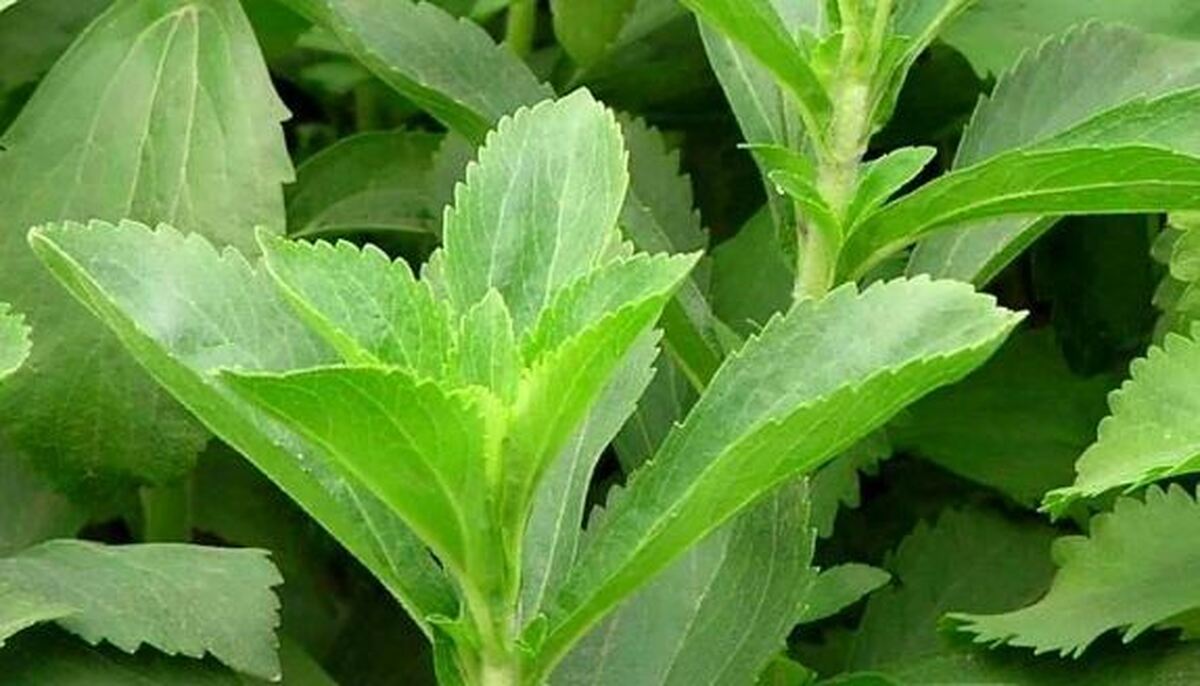 کاهش وزن و درمان سرطان خطرناک پانکراس گیاه معجزه آسا استویا