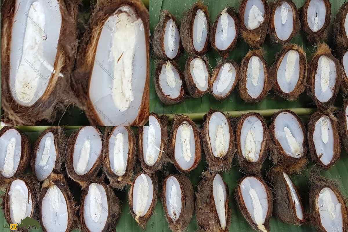 اثر معجزه آسای میوه پالمیرا بر بالا بردن متابولیسم بدن