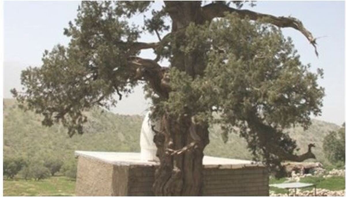 اثر تاریخی درخت سرو لار باشت ساماندهی می‌شود