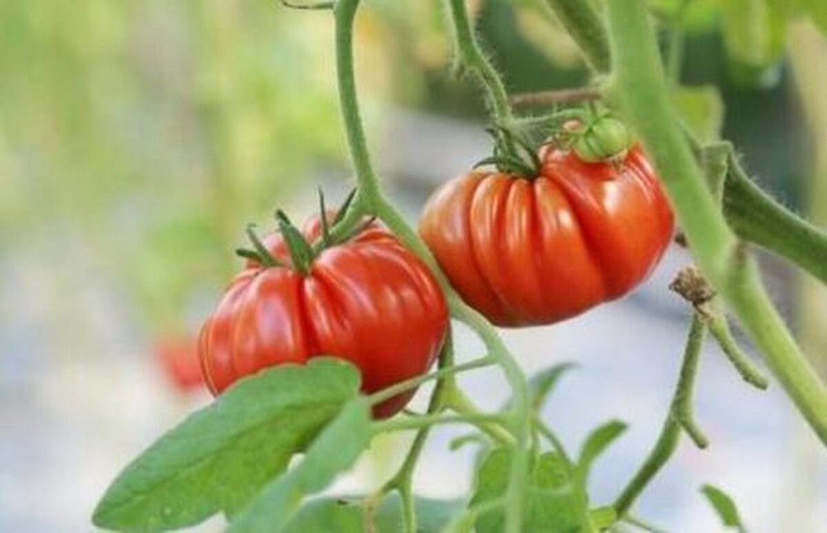 مصرف گوجه‌فرنگی عوارض هم دارد؟