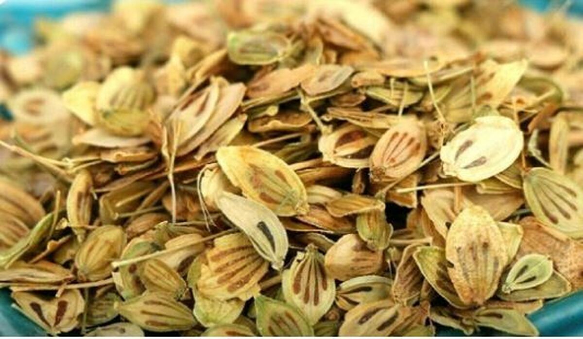 یک گلپر و هزار فایده/بهترین زمان مصرف چه وقتی است؟
