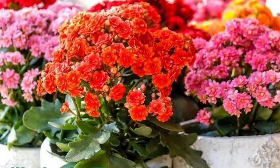نگهداری از این ۸ گل، به منزلتان روح میبخشد