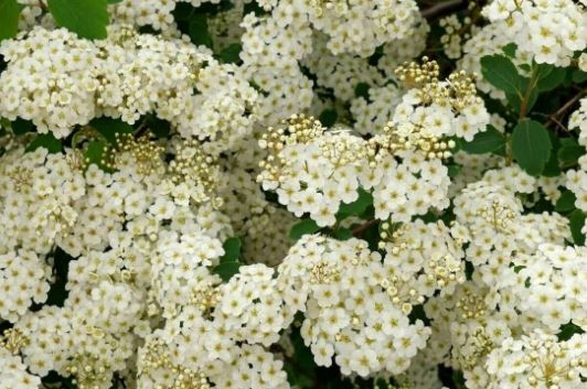 از کنار این گیاه زینتی به سادگی رد نشوید/خواص معجزه آسای اسپیره برای سلامتی که نمی‌دانستید