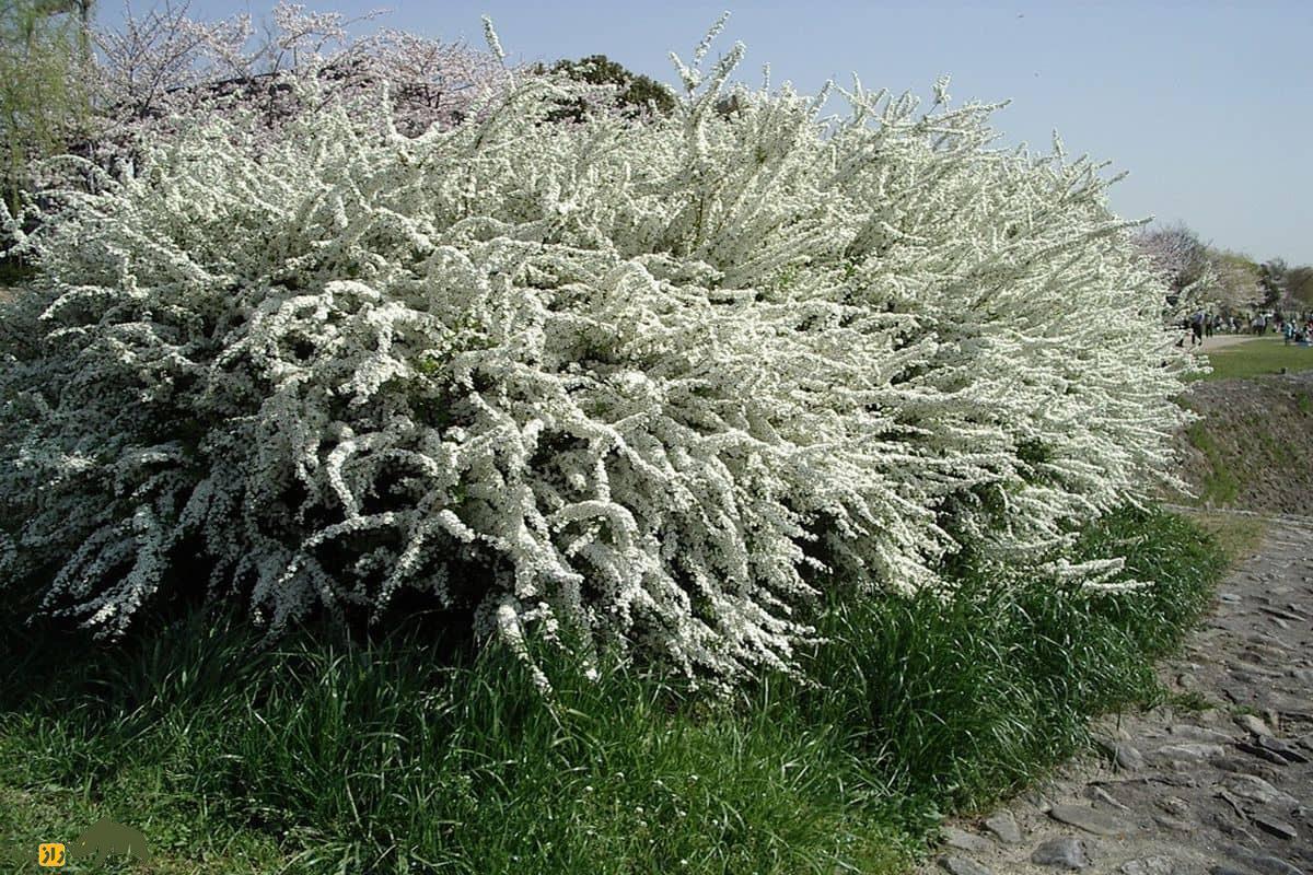از کنار این گیاه زینتی به سادگی رد نشوید/خواص معجزه آسای اسپیره برای سلامتی که نمی‌دانستید