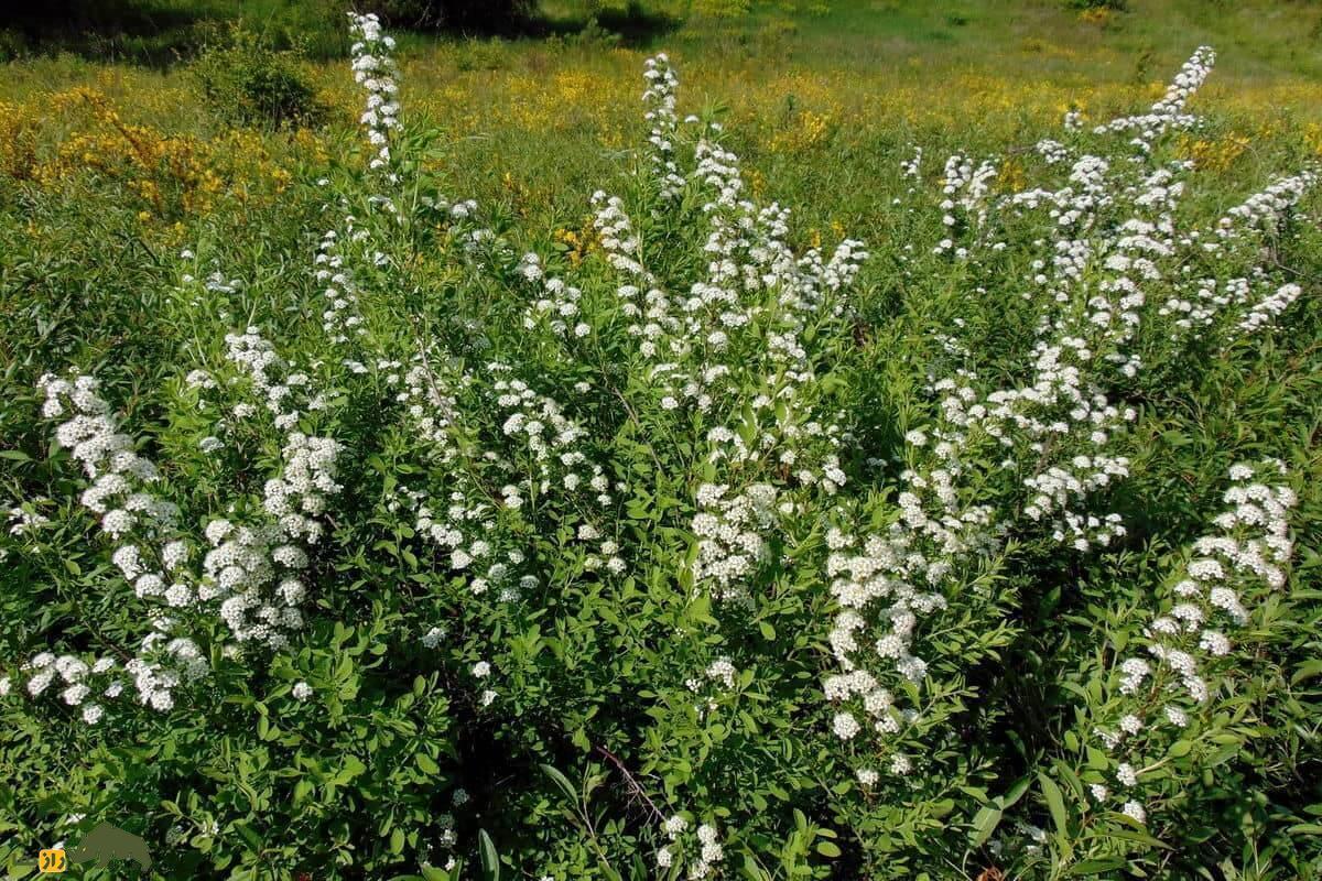 از کنار این گیاه زینتی به سادگی رد نشوید/خواص معجزه آسای اسپیره برای سلامتی که نمی‌دانستید