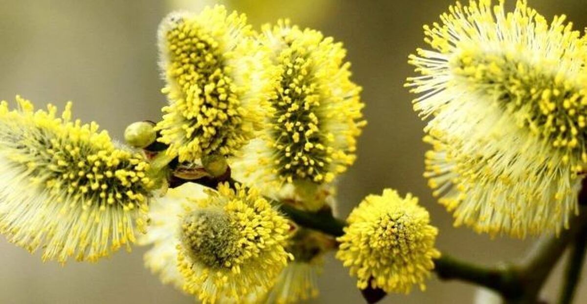 برای هضم بهتر غذا و رفع مشکلات گوارشی از بیدمشک غافل نشوید + نحوه مصرف