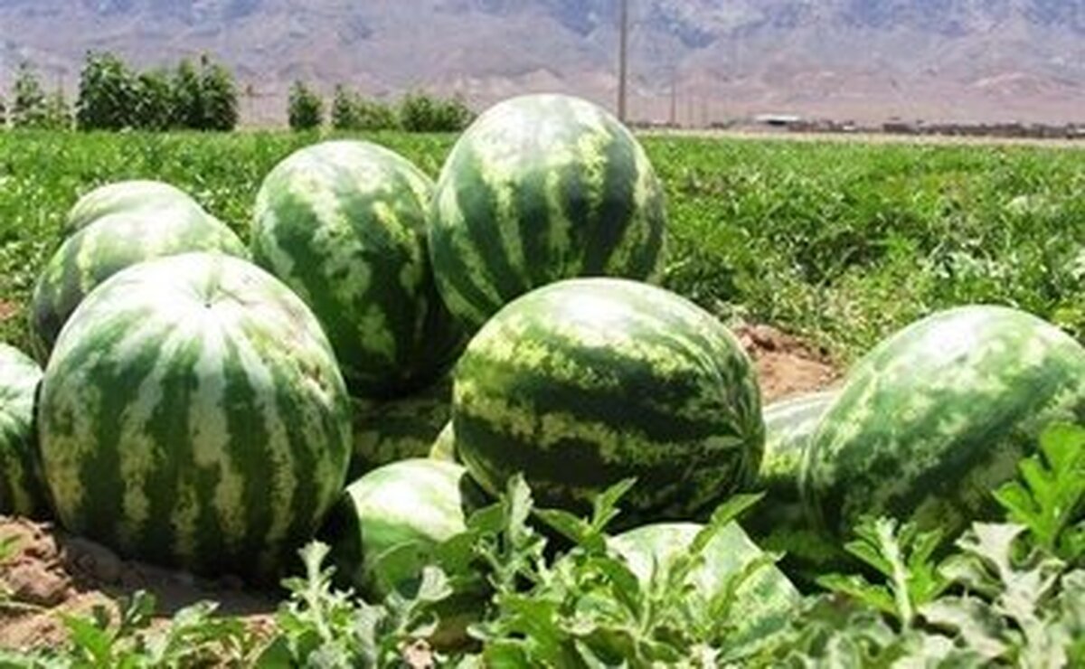 کشت هندوانه در سطح ۲ هزار و ۸۰۰ هکتار از زمین‌های زراعی این شهرستان