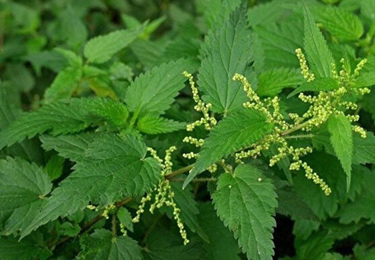 ۱۲ خاصیت باور نکردنی گزنه برای سلامت بانوان