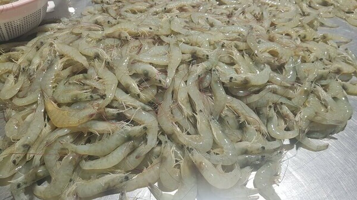 تولید بیش از ۱۴هزار تن میگو پرورشی در بوشهر