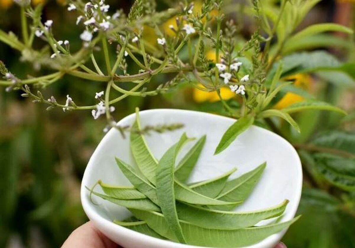 تقویت معده و قلب با شربت بی نظیر به لیمو + طرز تهیه