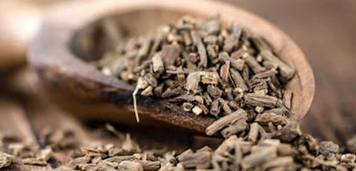 دمنوش سنبل الطیب بهترین نوشیدنی برای آرامش اعصاب و بهبود کیفیت خواب