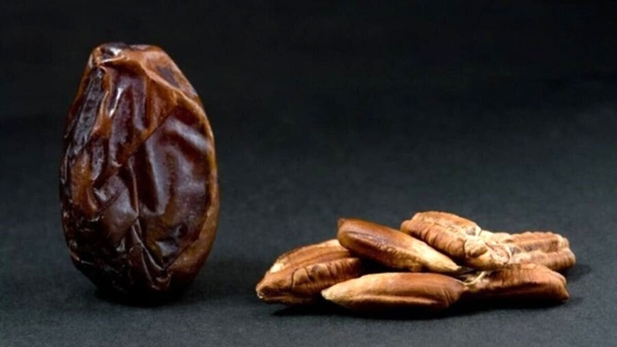 از خواص هسته خرما برای بدن غافل نشوید