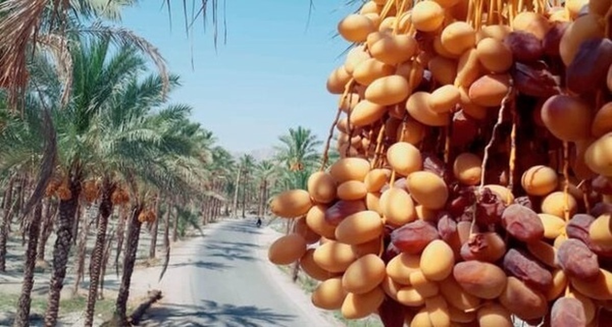 هرمزگان دومین استان خرماخیز کشور است