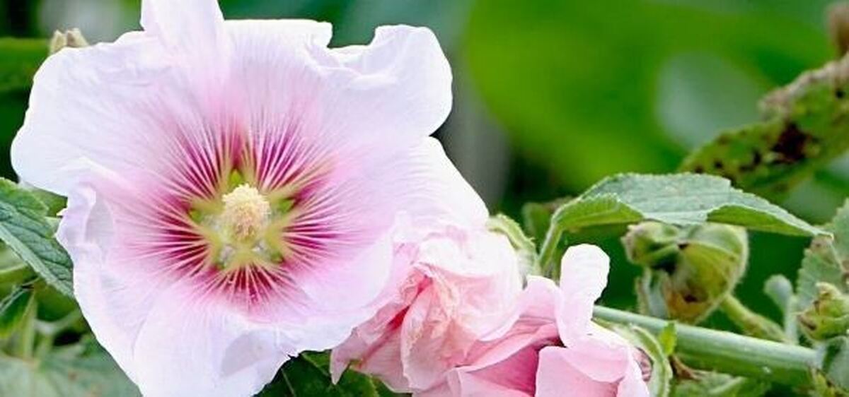 گل ختمی معجزه‌ای برای رفع لکه‌های پوستی و آبرسانی
