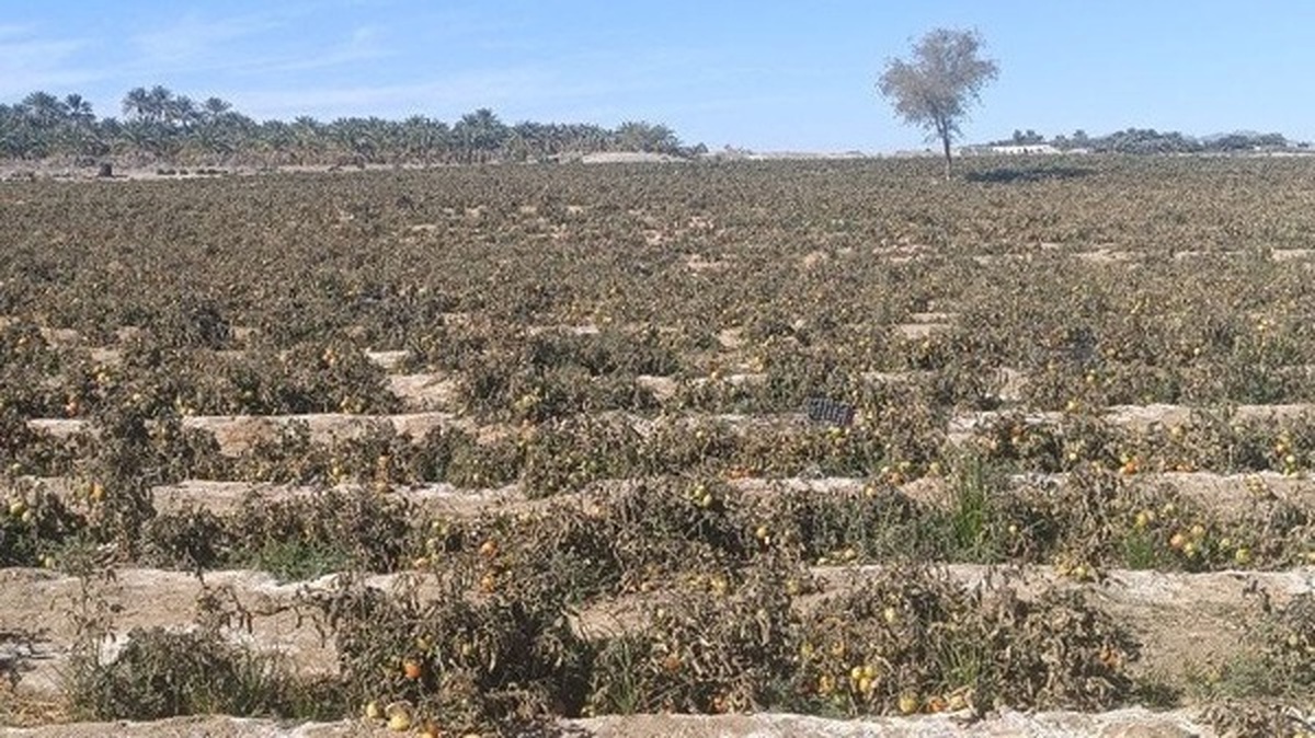 خسارت سرما به مزارع گوجه فرنگی فنوج
