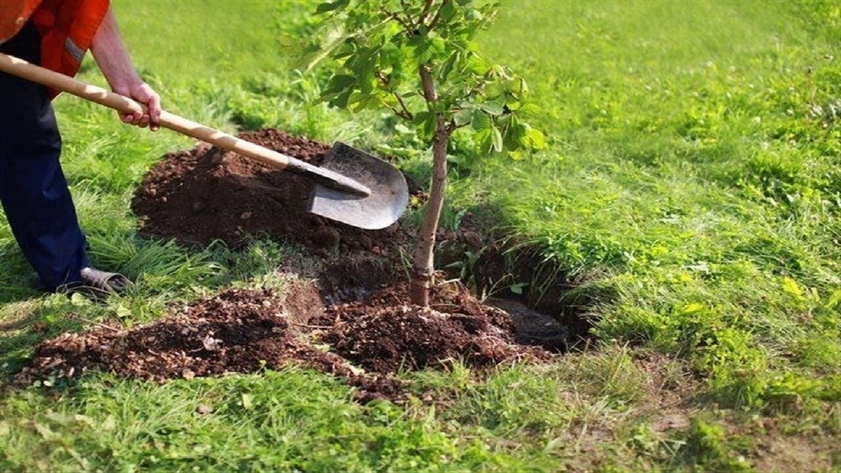 غرس ۱۵ هزار اصله نهال به مناسبت پویش نهالکاری در سایه مادر در خوی