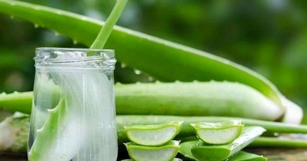 نحوه استفاده از آلوئه ورا برای کاهش التهاب لثه و رفع زردی دندان