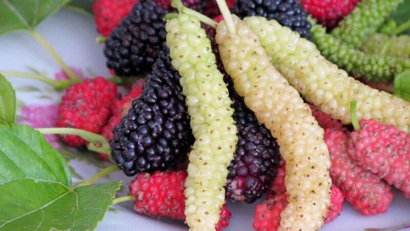 یکبار برای همیشه؛ توت خشک مفید‌تر است یا تازه؟