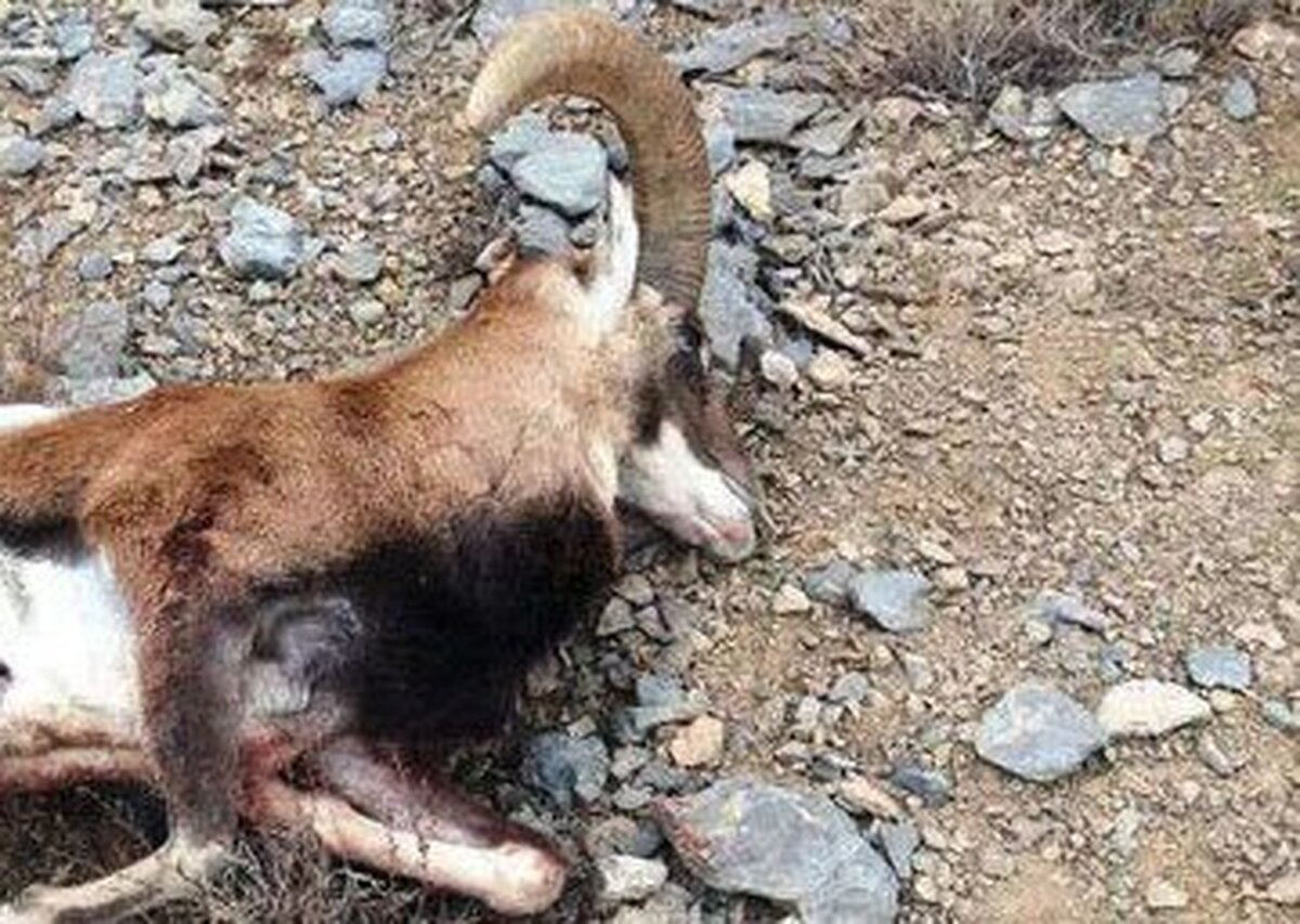 شناسایی دو نفر شکارچی غیر مجاز در سفیدکوه ازنا