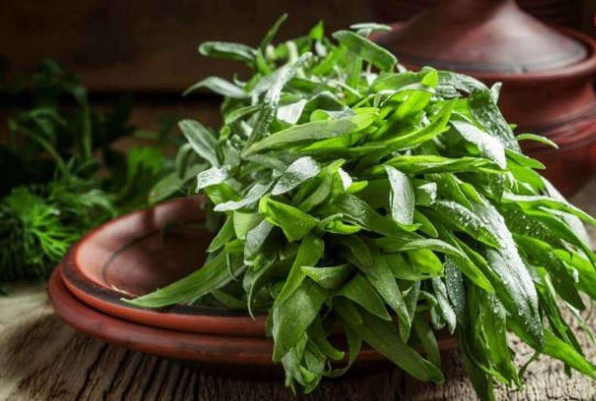 ترخون؛ گیاهی فراتر از یک چاشنی/با خواص شگفت انگیز این گیاه آشنا شوید