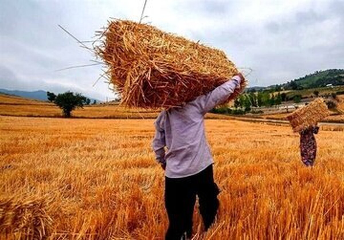 ۱۵۷هزار هکتار از مزارع کشاورزی این استان به زیر کشت محصول گندم رفته