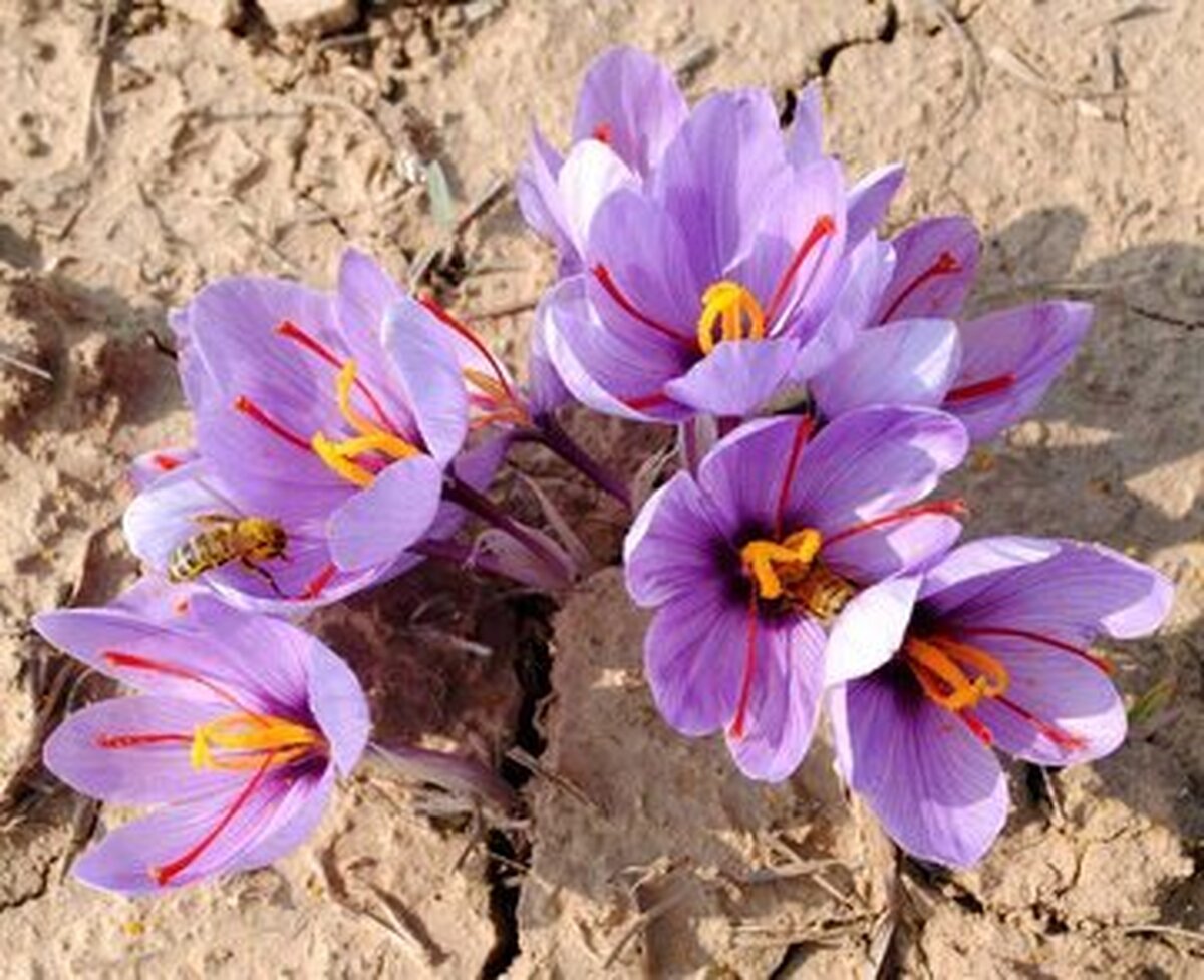 افزایش سه تنی برداشت زعفران از زمین های زیرکشت شهرستان بجستان
