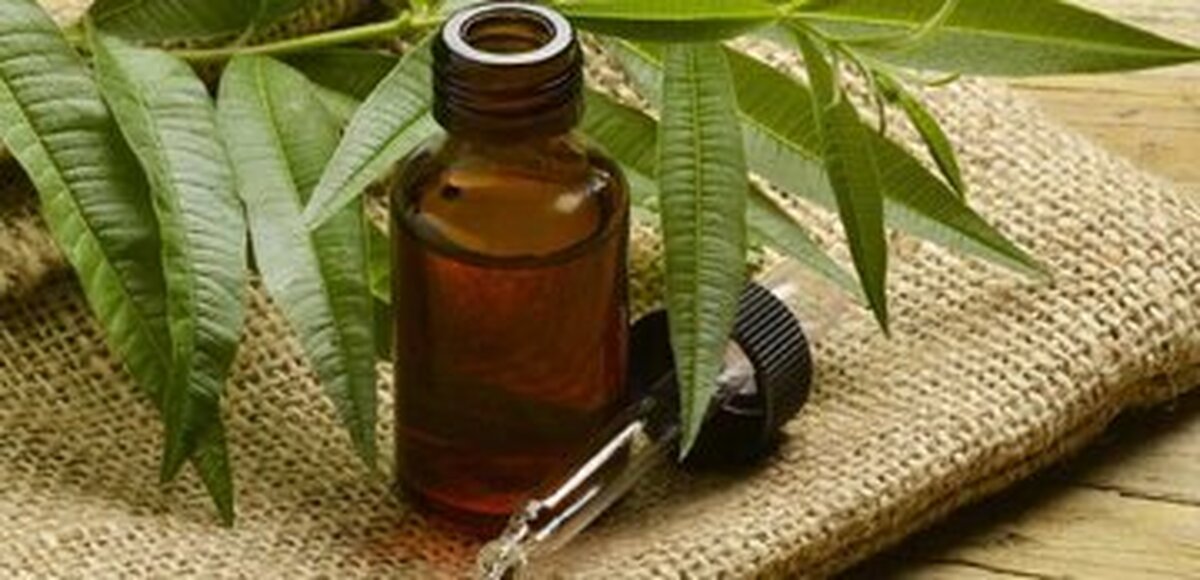 آیا می‌دانید روغن درخت چای چه فوایدی برای پوست و مو و سلامتی دارد؟