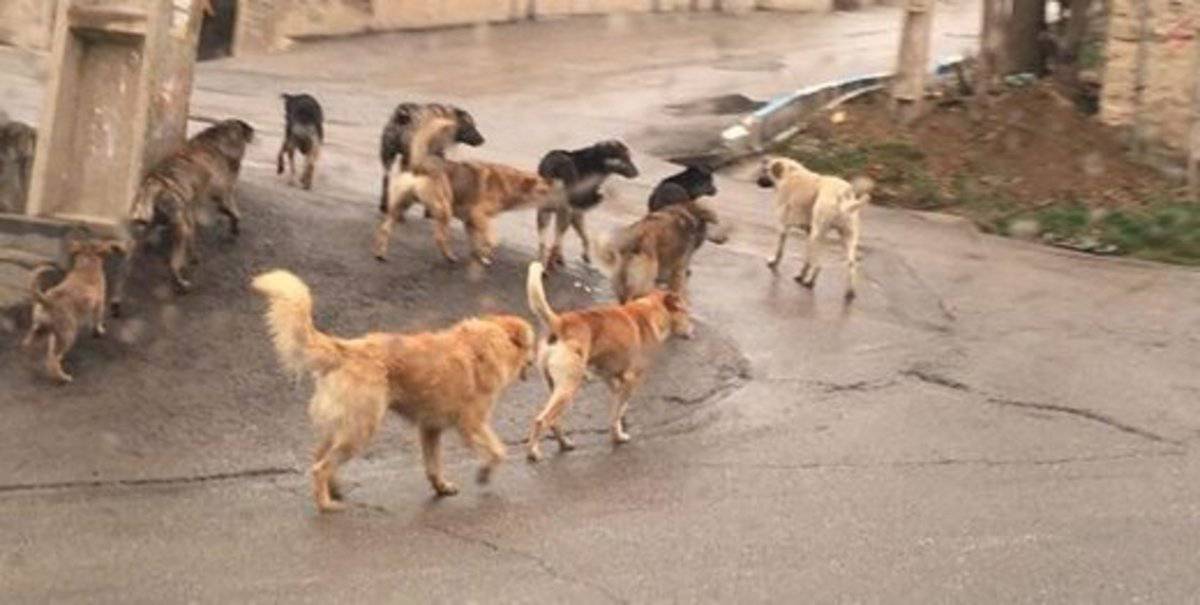 ۱۶۷ مورد حیوان گزیدگی در کردستان ثبت شد