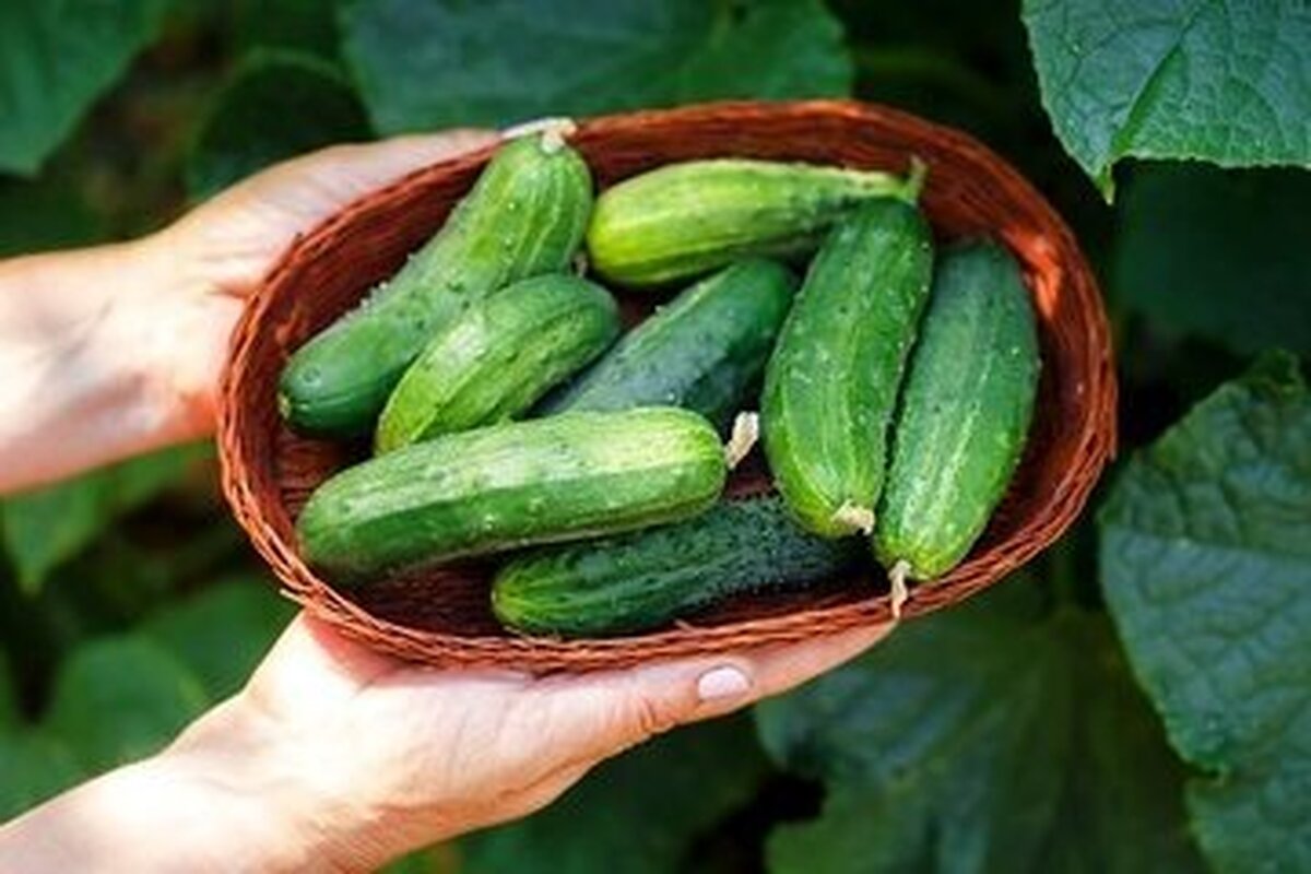 کاهش درد آرتروز و بهبود مشکلات پوستی از جمله خواص خیار