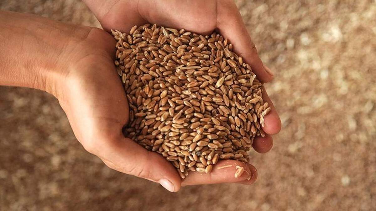 اتحادیه اروپا از برنامه‌های خود برای محدود کردن واردات محصولات کشاورزی از اوکراین از ژوئن خبر داد