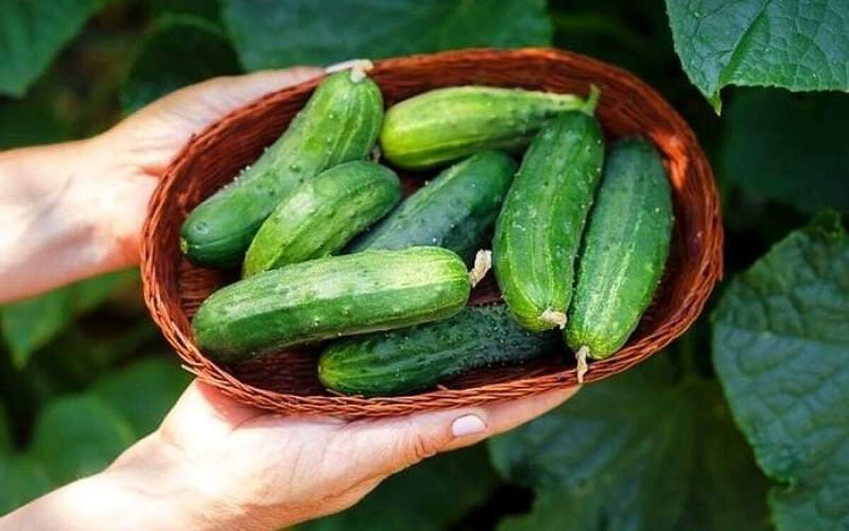تغذیه پوست با مصرف خیار!