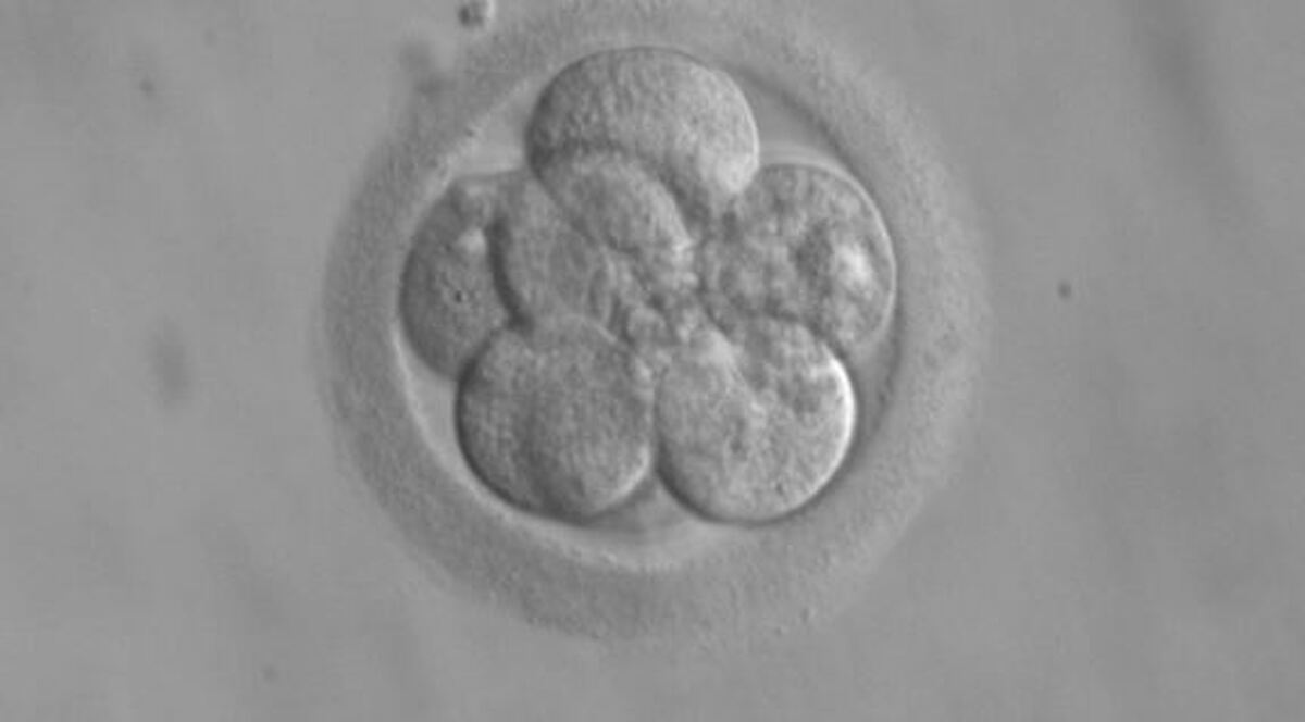 دستاوردی حیرت آور که آینده IVF را متحول می‌کند